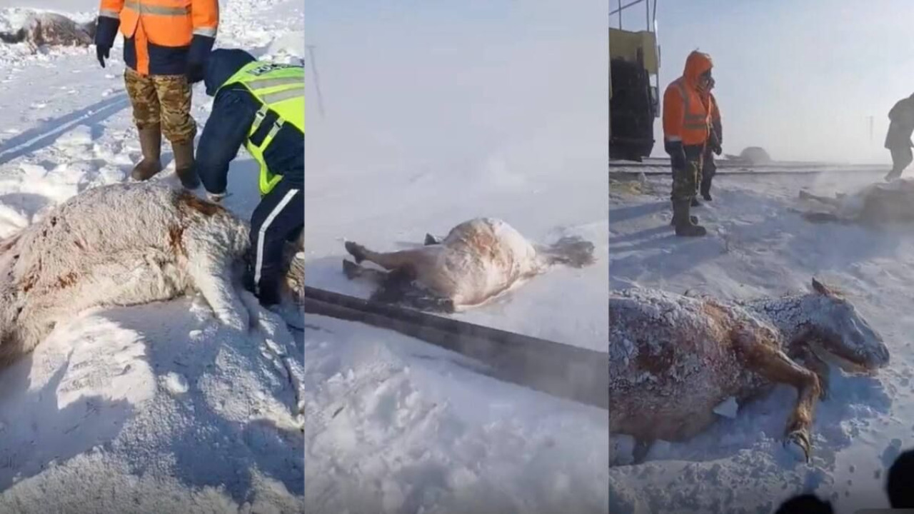 Ақмола облысында пойыз 11 жылқыны басып кетті: Кінәлі малшы анықталды