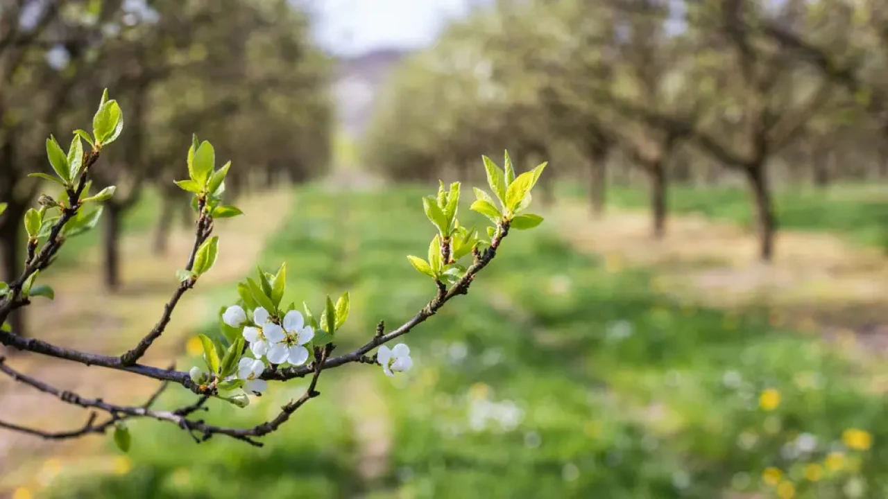 Жара до +29 и грозы на западе: прогноз погоды в Казахстане на 30 марта