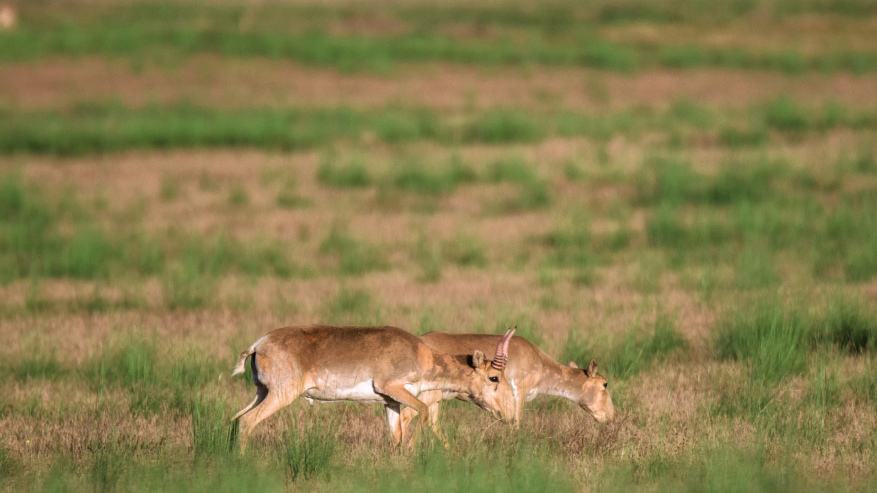 Маңғыстауда киік ұшасын тасымалдаған ер адам 3 жылға сотталды