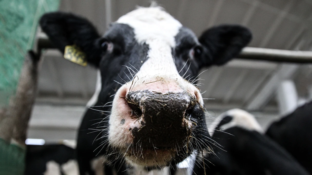 Қазақстан мал ауруынан қорғану үшін Ресейден ет алдыруға уақытша тыйым салды