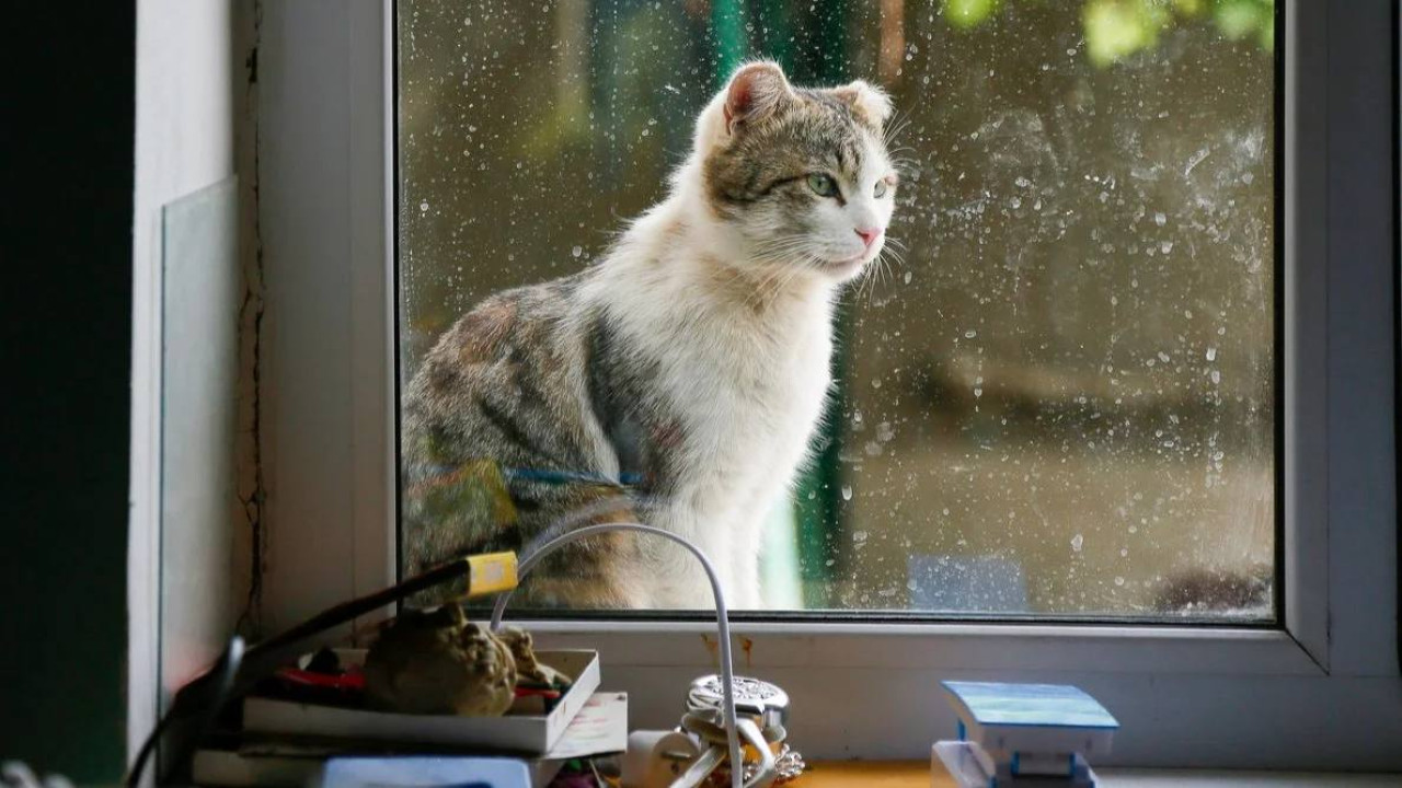 В Семее оштрафована женщина за стирку кота в стиральной машине