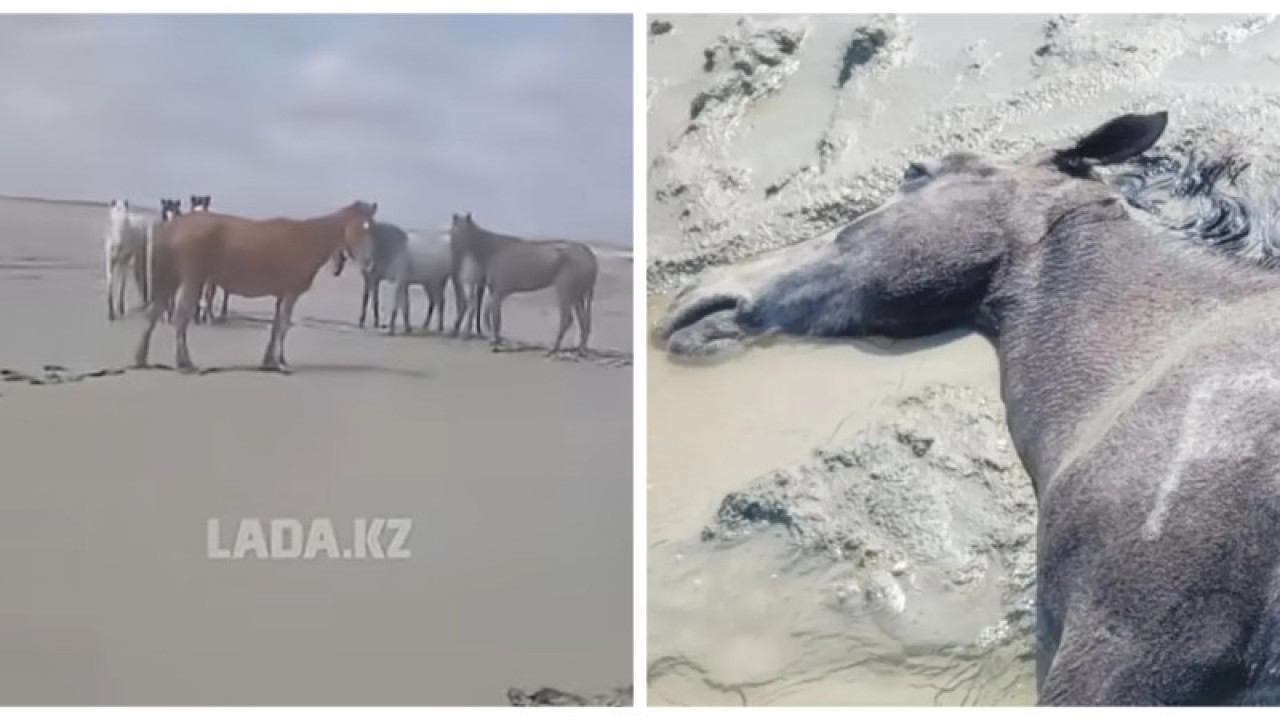 Маңғыстауда нөсердің салдарынан жаппай жылқылар қырылды (ВИДЕО)