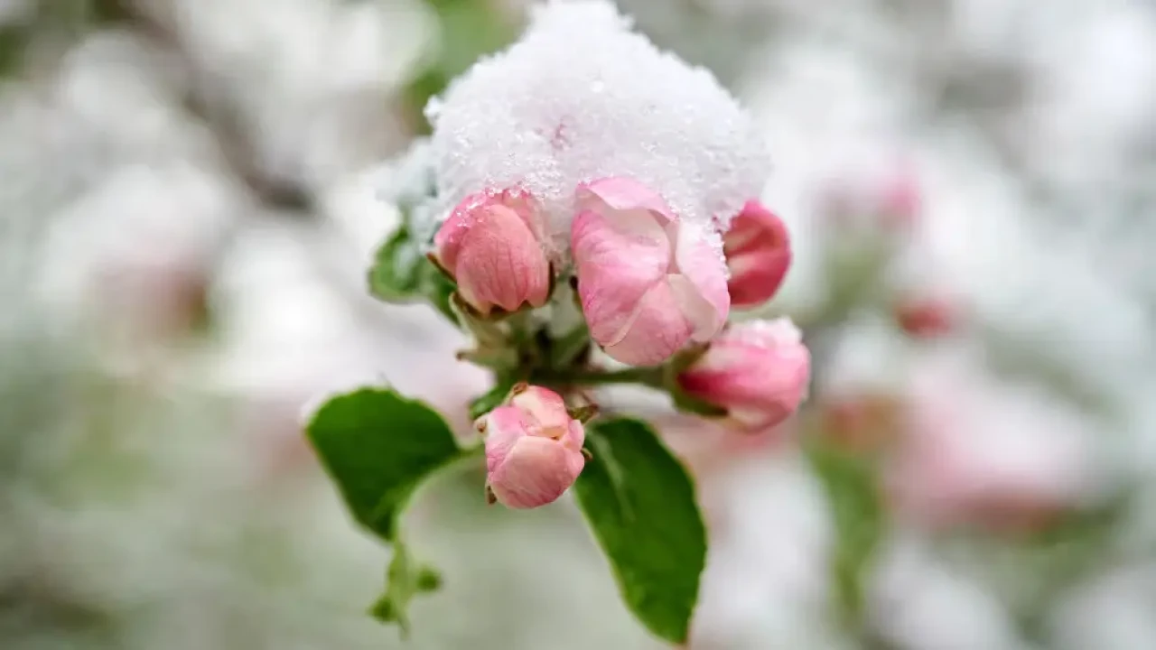 Снег в Астане и ливни в Алматы: прогноз погоды на 15–17 апреля