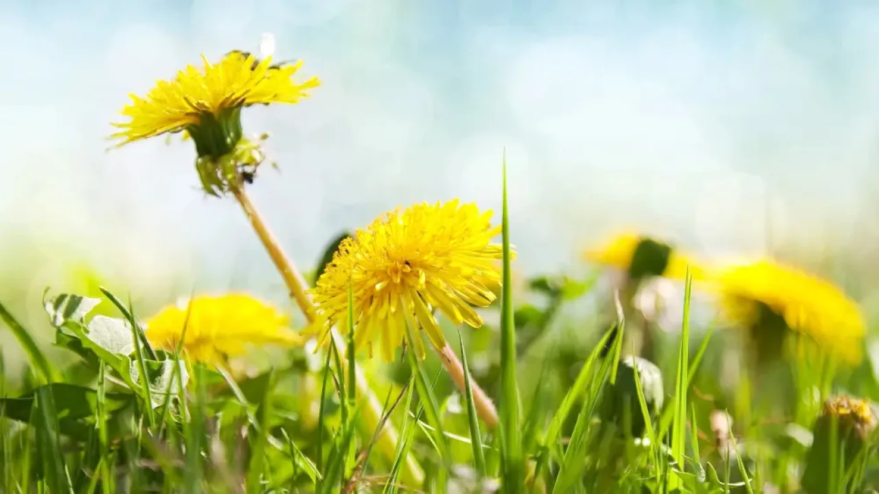 Май с контрастами: до +44 жары и возможные заморозки ожидаются в Казахстане