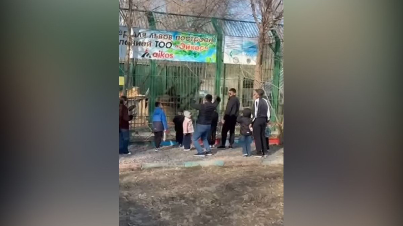 Семейде арыстандарға тас лақтырғандар жұртты ашуландырды (ВИДЕО)
