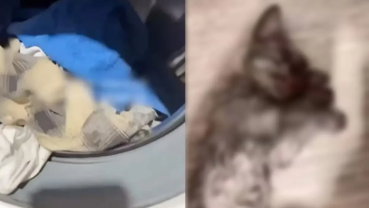 Семейде мысығын кір жуғыш машинаға салып өлтірген қыз жазаланды