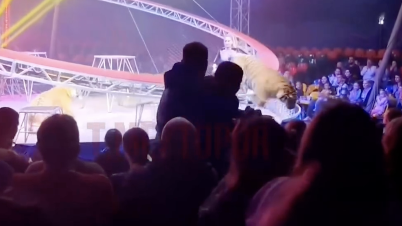 Цирктегі жолбарыс көрермендерге қарай секіріп кетті (ВИДЕО)
