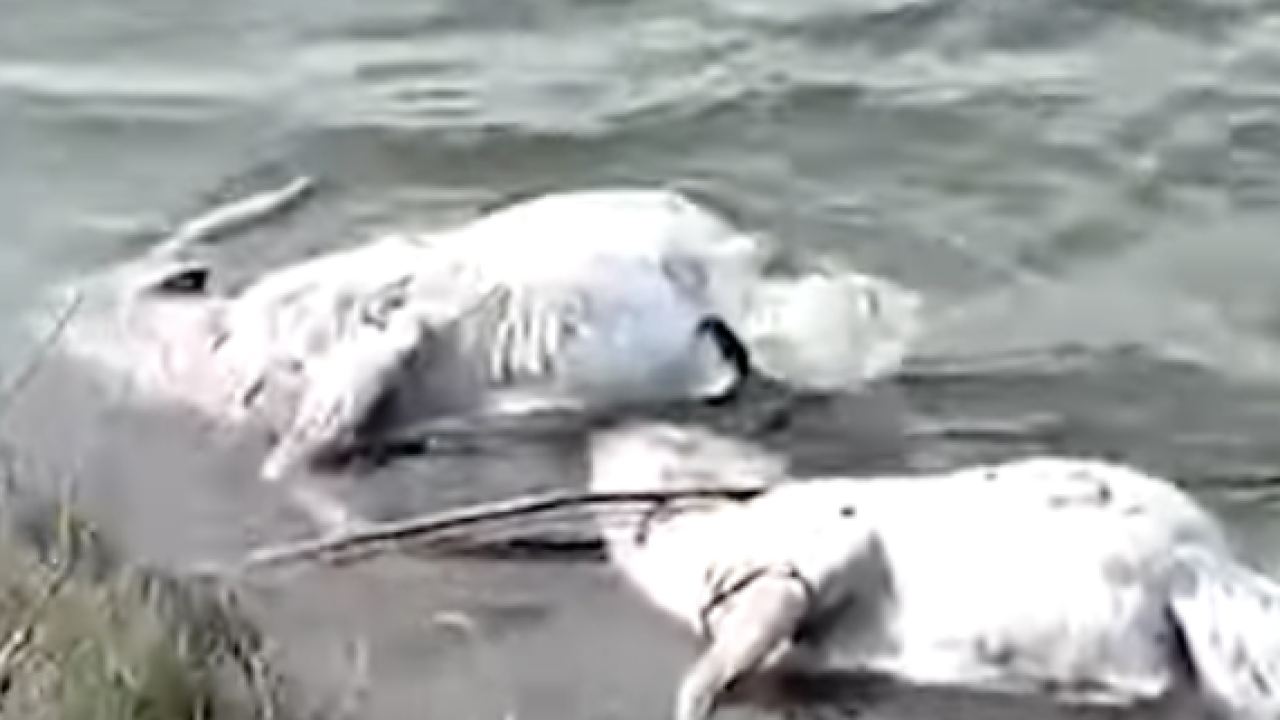 БҚО-да 1600-ден астам киік қырылып қалған