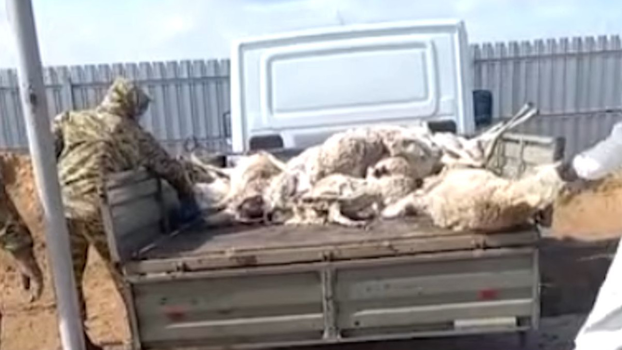 Құрманғазыда киіктер қырылып, 800-ден астам өлексe табылды