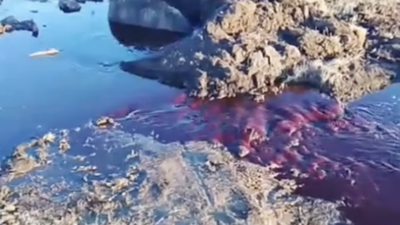 «Қан иісі мүңкіп тұр»: Щучинскіде құдықтан қан аралас су ағып, жұртты шошытты