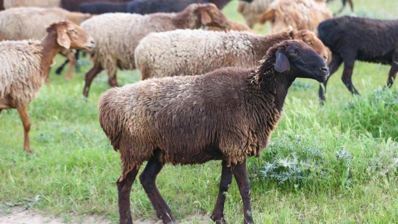 В Казахстане перед Курбан айт заметно подорожал скот