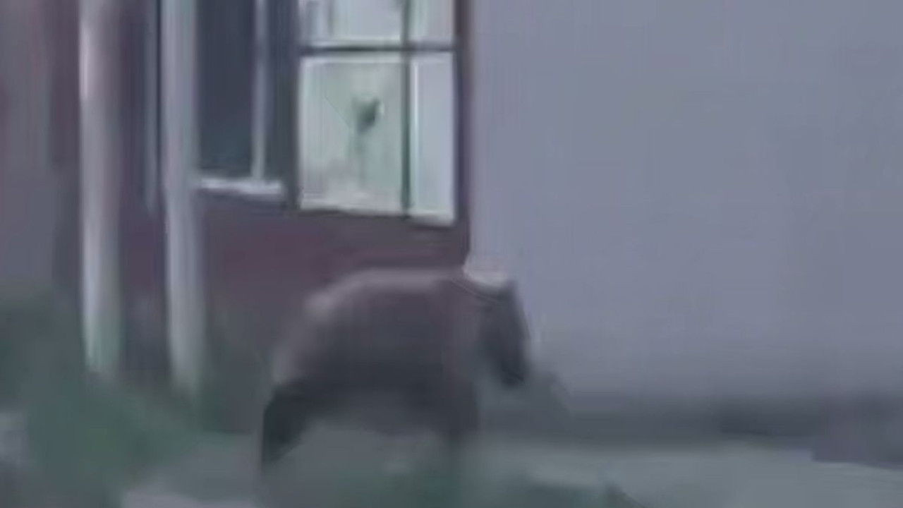 Сарыөзекте аю ауыл ішінде жүгіріп жүргені көзге түсті (ВИДЕО)