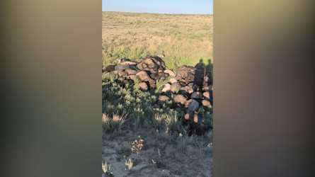Атырау облысында жауыннан кейін 1200-ден астам мал қырылды