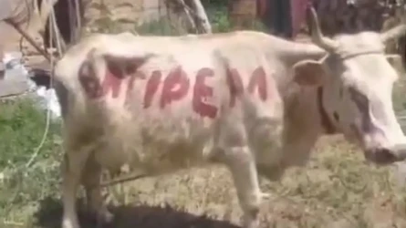 В Жетысу расследуют случай с надписью «Өлтіремін» на корове