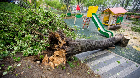 В Караганде ребёнок погиб после падения ветки дерева
