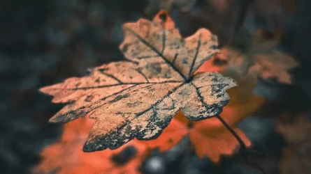 Үсік, тұман, найзағай: Қазақстанның бірнеше өңірінде ауа райы күрт өзгереді