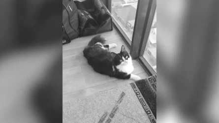 Астанада әйел мысығының өліміне 10 жастағы баланы күдікті деп отыр